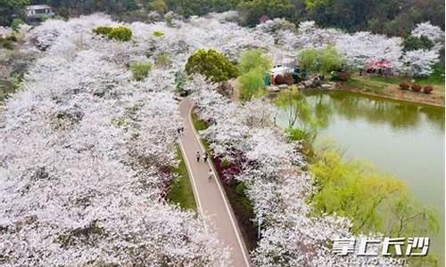 玉湖公园樱花_玉湖公园樱花在哪