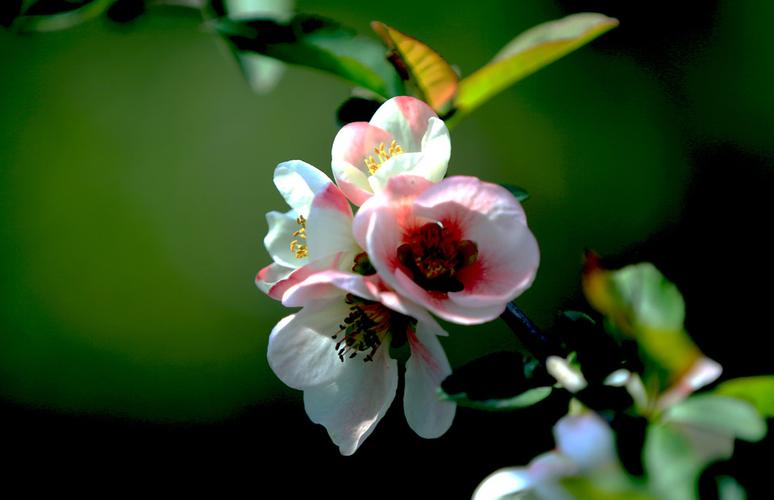 顾村公园樱花节门票多少钱一张_顾村公园樱花节门票多少钱一张啊