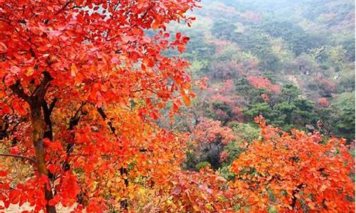 北京香山公园腊梅谷_香山公园梅石