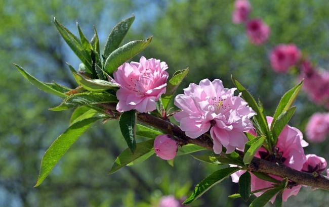 莲花山公园的雕像_莲花山公园的雕像在哪里